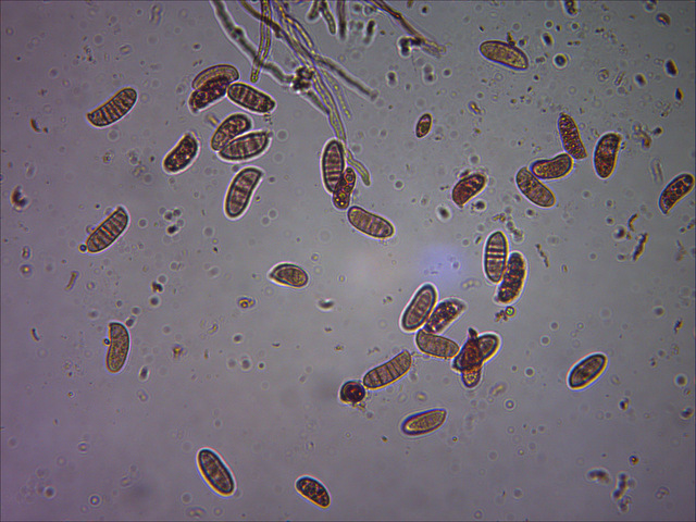 Dacrymyces variisporus
